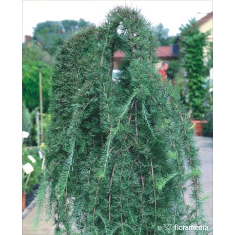 Modrzew japoński ' Steff Weeping'  Pa 150-180