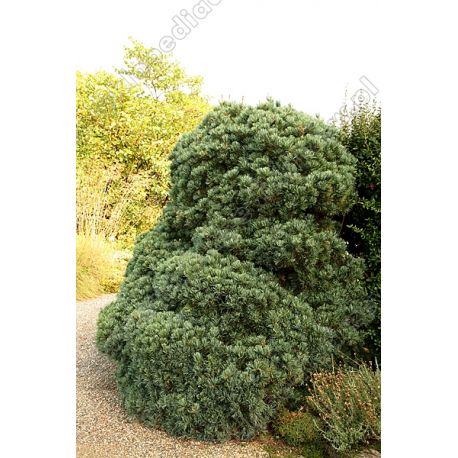 Sosna drobnokwiatowa ' Negishi' donica+balot