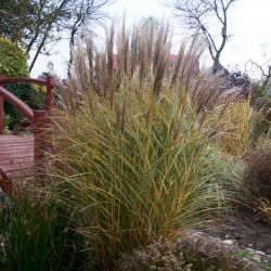 Miskant chiński ' Silberspinne'