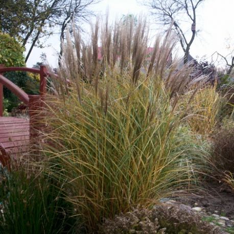 Miskant chiński ' Silberspinne'