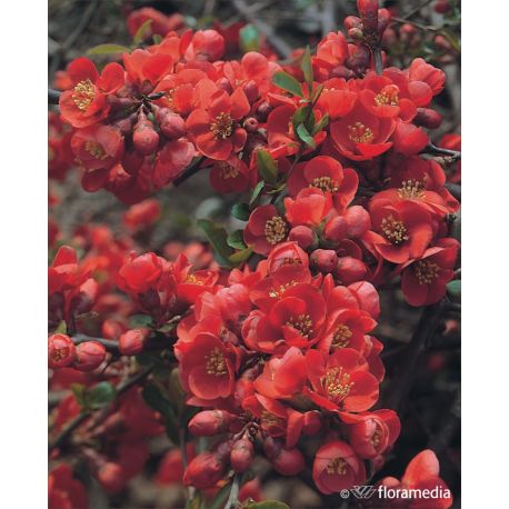 Pigwowiec pośredni ' Fire Dance'