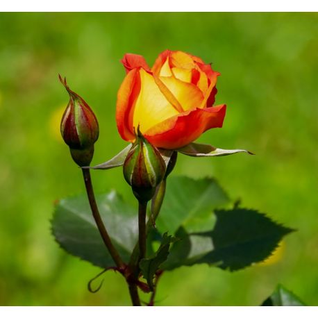 Róże rabatowe ceny od 34,50