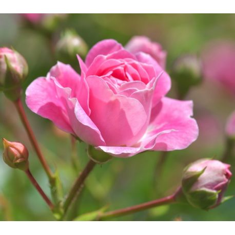 Róże parkowe ceny od 34,50