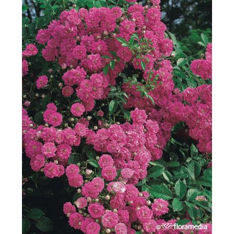 Róże pnące ceny od 34,50