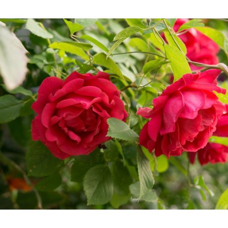 Róże pienne ceny od 68,50