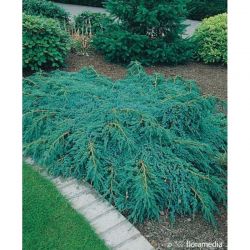 Jałowiec łuskowaty ' Blue Carpet'