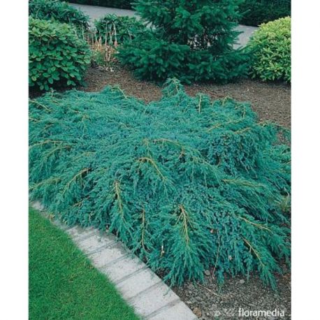 Jałowiec łuskowaty ' Blue Carpet'