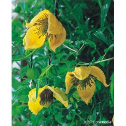 Powojnik tangucki ' Bill MacKenzie' botaniczny