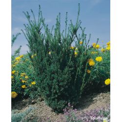 Cis pośredni ' Hillii' 100-110 cm