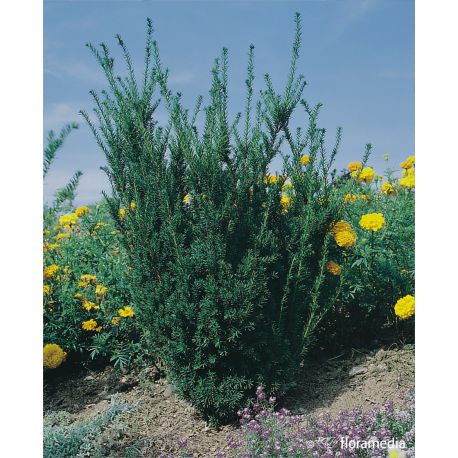 Cis pośredni ' Hillii' 100-110 cm