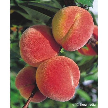 Brzoskwinia 'Reliance'