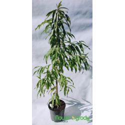 Brzoskwinia 'Kanada'