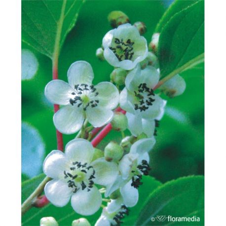 Aktinidia ostrolistna ' Male zapylacz'