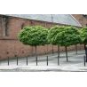 Klon pospolity ' Globosum' 200-220 Pa