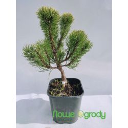 Sosna kosodrzewina ' Dezember Gold'