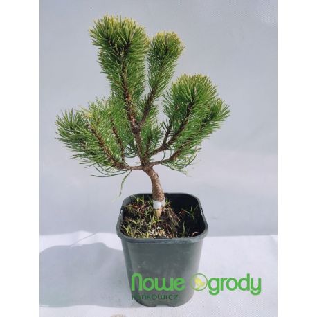 Sosna kosodrzewina ' Dezember Gold'