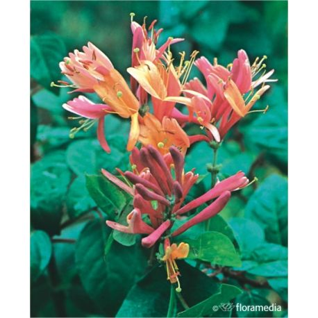 Wiciokrzew Heckrotta ' Goldflame'