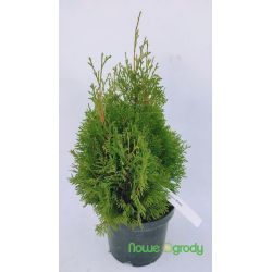 Żywotnik zachodni ' Micky'