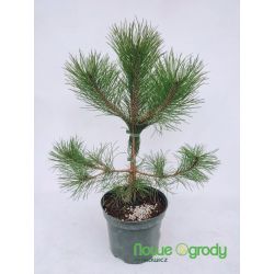 Sosna czarna ' Pyramidalis'