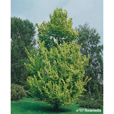 Wiąz holenderski ' Wredei' 8-10