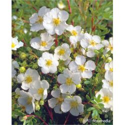 Pięciornik krzewiasty ' Abbotswood'