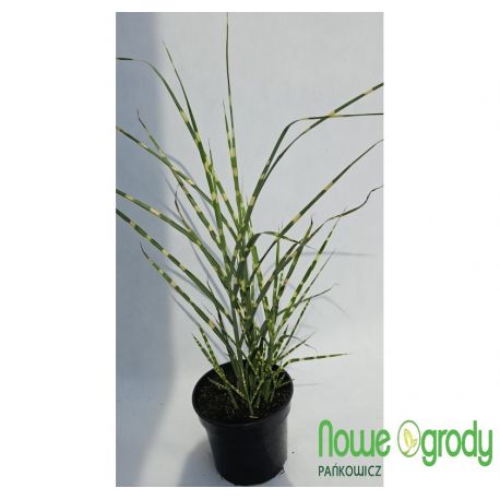 Miskant chiński ' Strictus'