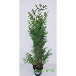 Cyprysik Lawsona ' White Spot'