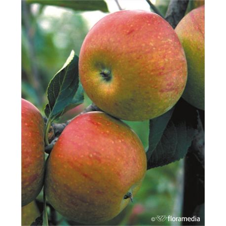Jabłoń 'Koksa Pomarańczowa'