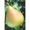 Grusza 'Carola'