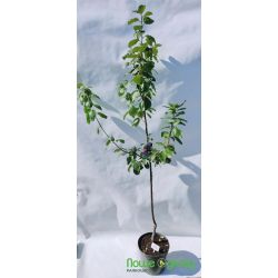 Śliwa 'Węgierka Dąbrowicka'