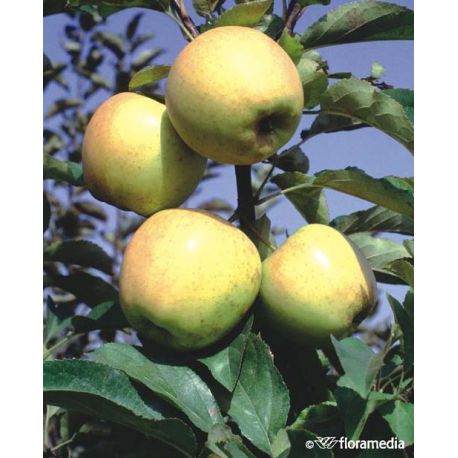 Jabłoń 'Golden Delicious'
