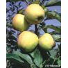 Jabłoń 'Golden Delicious'