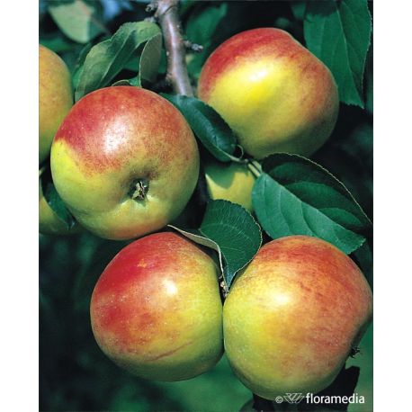 Jabłoń 'Grafsztynek Prawdziwy'