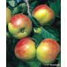 Jabłoń 'Grafsztynek Prawdziwy'