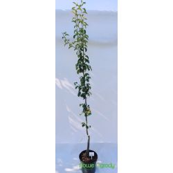 Grusza 'Bonkreta Williamsa'