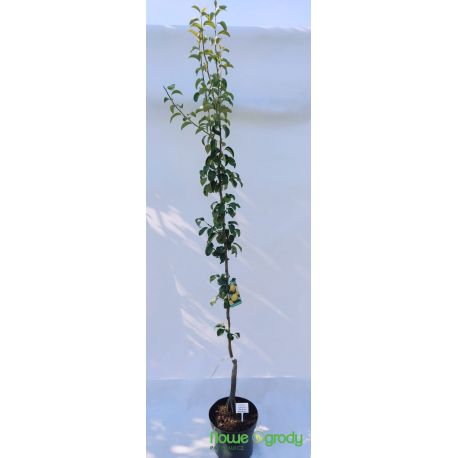 Grusza 'Bonkreta Williamsa'