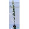 Grusza 'Bonkreta Williamsa'
