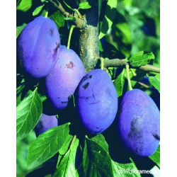 Śliwa 'Amers'