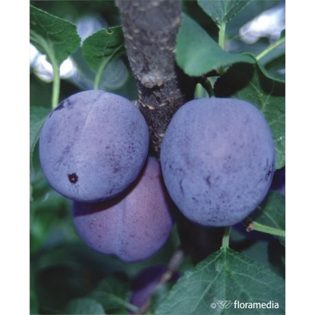 Śliwa 'Diana'