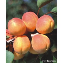 Morela 'Harcot'