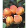Morela 'Harcot'