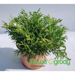 Żywotnikowiec japoński ' Nana'