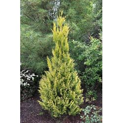 Żywotnik olbrzymi ' 4-ever Goldy'