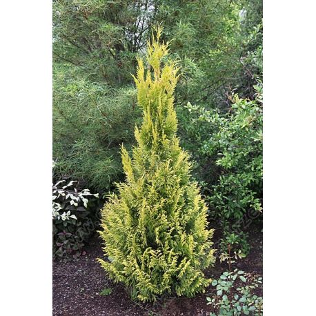 Żywotnik olbrzymi ' 4-ever Goldy'