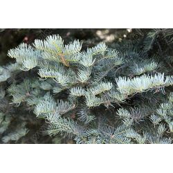 Jodła kalifornijska 80-100 d+b