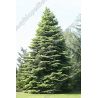 Jodła kalifornijska 80-100 d+b