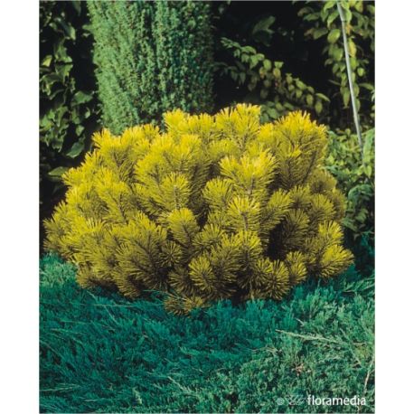 Sosna górska ' Wintergold' pa 55 cm