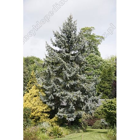 Świerk kłujący ' Glauca' 120-140 d+b