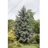 Świerk kłujący ' Glauca' 120-140 d+b