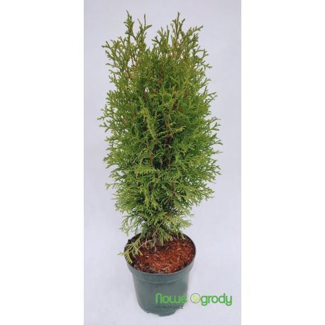 Żywotnik zachodni ' Green Egg'